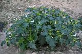 Datura stramonium