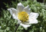 Pulsatilla alpina