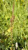 Rumex acetosa