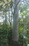 Pinus gerardiana. Нижняя часть ствола и нижние части ветвей. Южный берег Крыма, Никитский ботанический сад, в культуре. 19 августа 2019 г.