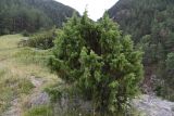 Juniperus oblonga. Вегетирующее растение. Кабардино-Балкария, долина р. Баксан, верхняя часть конус выноса реки Курмычи, высота 1635 м н.у.м., край обрыва, на камне. 24 июля 2022 г.
