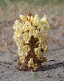 Cistanche flava. Цветущее растение. Узбекистан, Ферганская обл., Язъяванский р-н, Язъяванские пески, частично закреплённые дюны. 16 мая 2023 г.