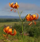 Lilium debile. Верхушка цветущего растения. Сахалин, Тымовский р-н, река Пиленга, зарастающее старое пожарище. 15.07.2011.