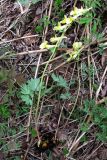 Corydalis bombylina