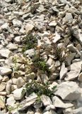 Scrophularia exilis. Плодоносящие растения на каменистой осыпи. Крым, Ялтинская яйла. 15 июля 2012 г.