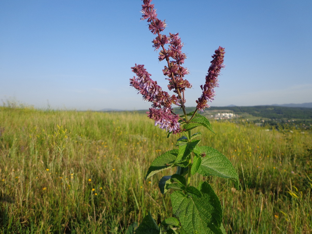 Изображение особи Salvia verticillata.