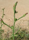 Cichorium intybus