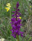 Orchis mascula. Соцветие. Карачаево-Черкесия, Теберда, гора Лысая. 29.05.2013.