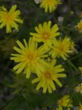 Crepis sonchifolia