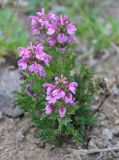 Pedicularis verticillata. Цветущее растение. Камчатский край, вулкан Мутновский. 27.07.2013.