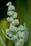 Chenopodium ficifolium