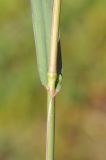 Phleum phleoides