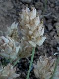 Astragalus pseudonobilis