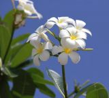 Plumeria obtusa. Соцветие. Таиланд, провинция Краби, курорт Ао Нанг. 10.12.2013.