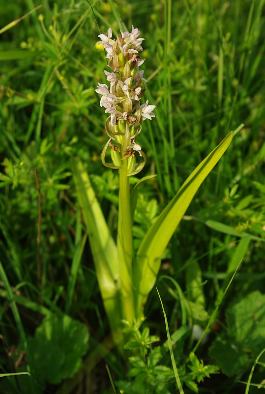 Изображение особи Dactylorhiza incarnata.