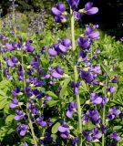 Baptisia australis. Соцветия. Германия, г. Дюссельдорф, Ботанический сад университета. 02.06.2014.