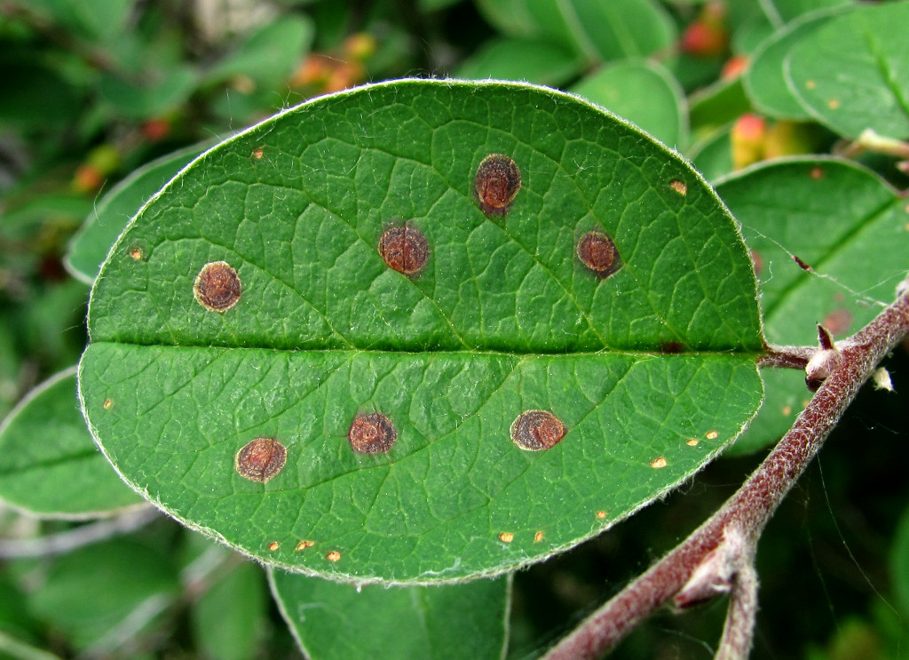 Изображение особи Cotoneaster melanocarpus.