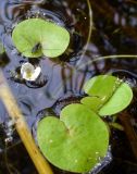 Hydrocharis morsus-ranae. Цветущее растение с сидящим клопом-водомеркой. Ярославль, Петропавловский парк, пруд. 7 августа 2010 г.