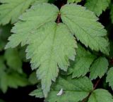 Astilbe variety davidii