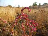 Atriplex sagittata. Верхушка плодоносящего растения. Волгоградская обл., Николаевский р-н, г. Николаевск, прибрежный участок (склон берега, береговая терраса) р. Волга. 27.09.2014.