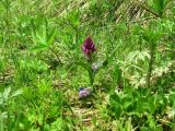 Dactylorhiza aristata. Растение в стадии бутонизации. Камчатский край, Елизовский р-н, долина р. Авача, южный склон, луг. 03.06.2008.