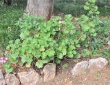 Pelargonium hortorum