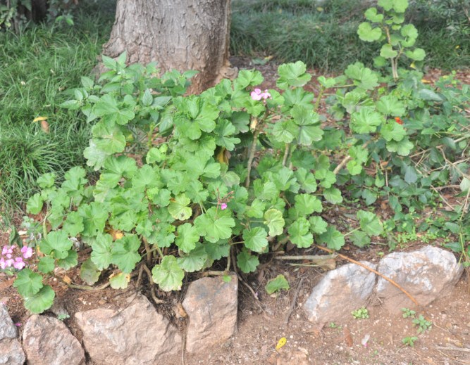 Image of Pelargonium hortorum specimen.