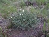 Astragalus pseudotataricus