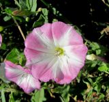 Convolvulus arvensis