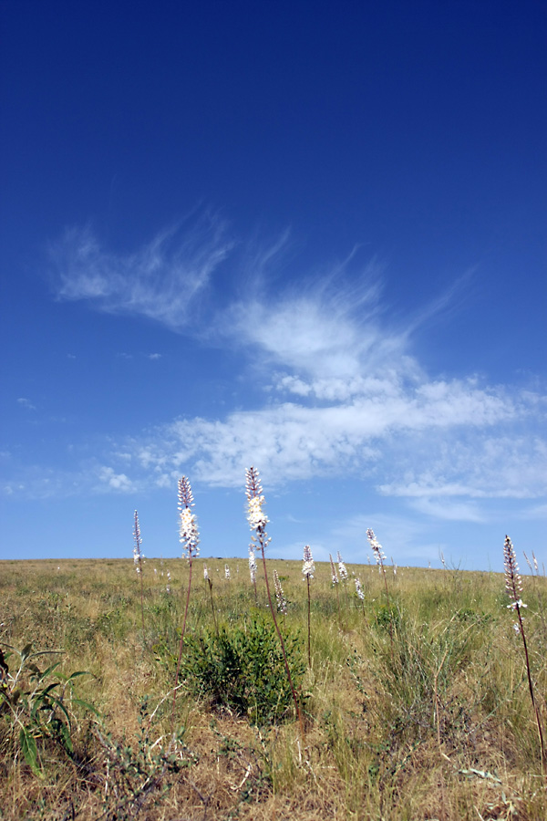 Изображение особи Eremurus tianschanicus.