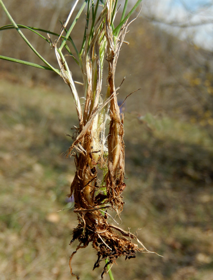 Image of Alopecurus vaginatus specimen.