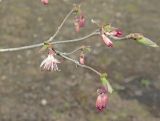 Lonicera praeflorens. Цветущая ветвь. Владивосток, Академгородок. 13 апреля 2016 г.