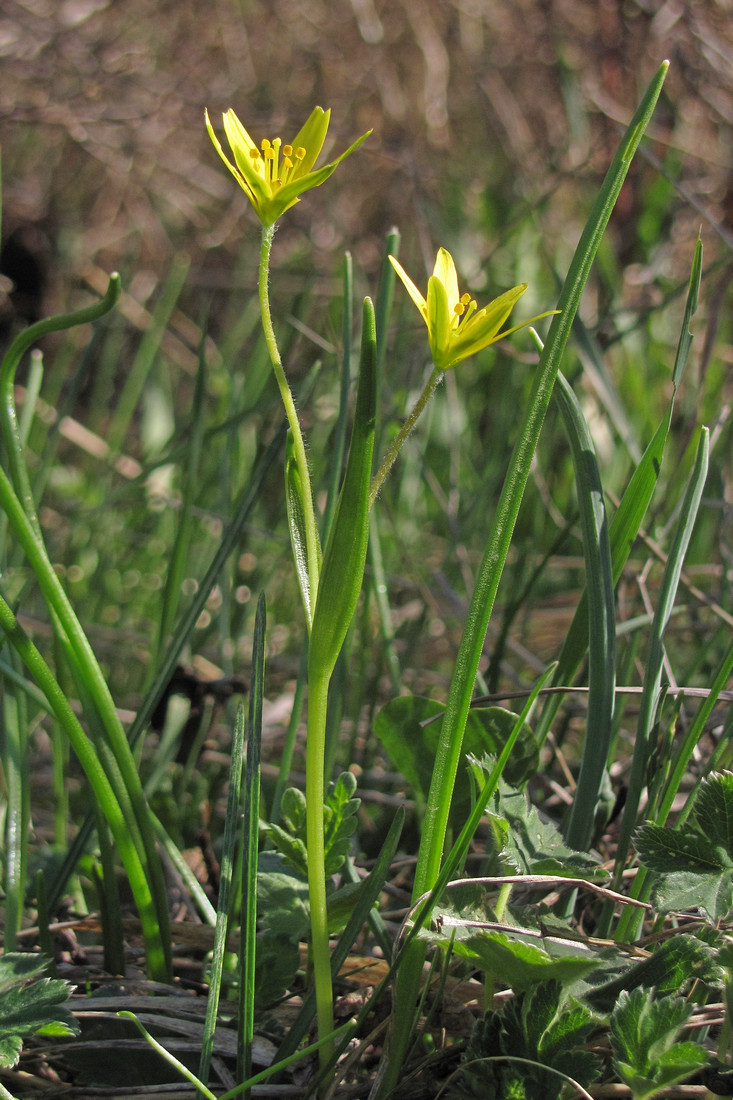 Изображение особи Gagea liotardii.