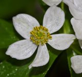 Anemonastrum brevipedunculatum. Цветок. Приморский край, Тернейский р-н, окр. пгт Терней, дубовый лес вблизи морского побережья. 13.06.2016.