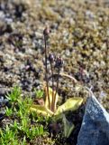 Pinguicula vulgaris. Плодоносящее растение. Исландия, национальный парк Ватнайокюдль (южная часть), окр. ледника Скафтафельсйокюдль, мохово-лишайниковая тундра. 04.08.2016.