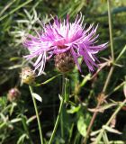 Centaurea stoebe