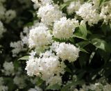 род Deutzia. Соцветия. Санкт-Петербург, Ботанический сад БИН РАН. 10.06.2015.