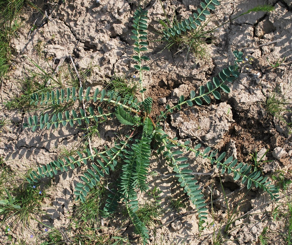 Изображение особи Astragalus macronyx.