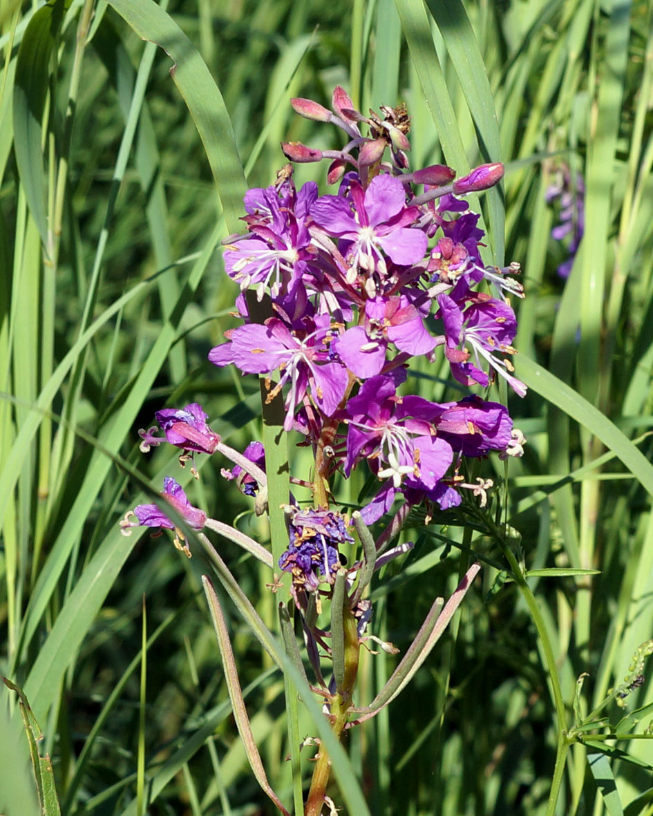 Изображение особи Chamaenerion angustifolium.