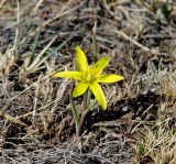 Gagea pauciflora. Цветущее растение. Иркутская обл., Усть-Ордынский р-н, гора Булен, склон. 26.04.2016.