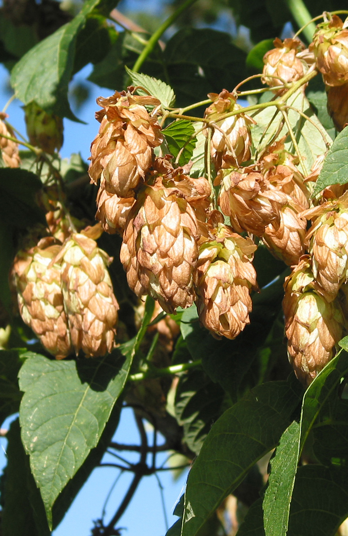 Изображение особи Humulus lupulus.