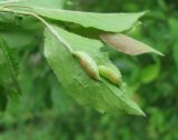 Prunus cerasifera