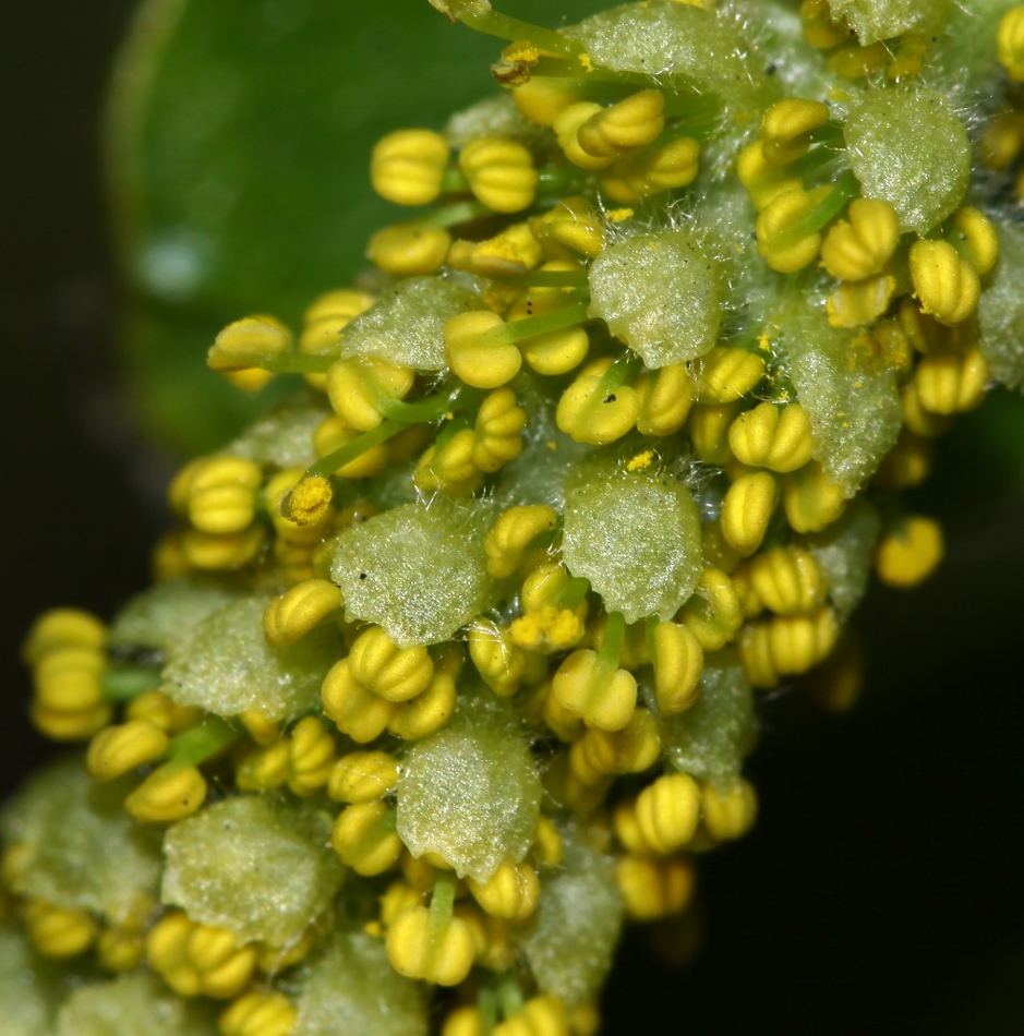 Image of Salix pseudopentandra specimen.