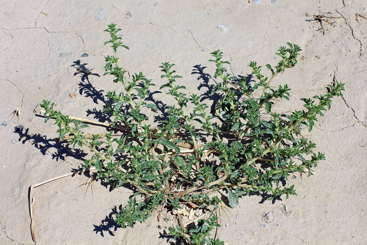 Image of Amaranthus albus specimen.