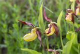 Cypripedium calceolus. Верхушки побегов с цветками. Ленинградская обл., Гатчинский р-н, окр. пос. Пудость, разнотравный луг на месте заброшенного травертинового карьера. 11.06.2017.