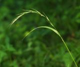 Elymus pendulinus