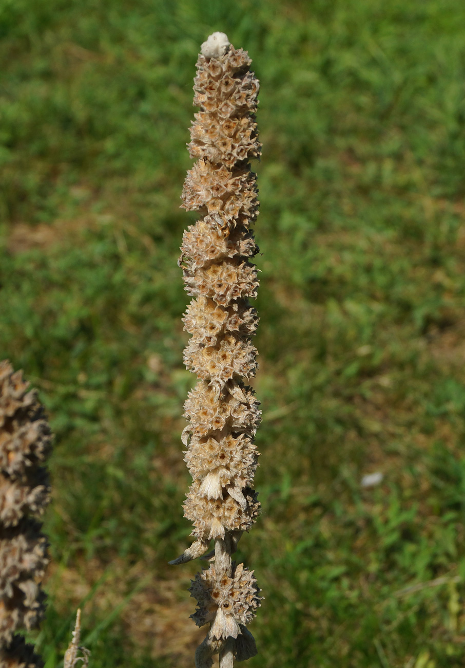 Изображение особи Stachys byzantina.