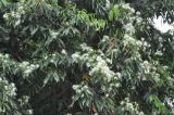 familia Myrtaceae. Ветви цветущего растения. Малайзия, штат Сабах, берег реки Сапулут, джунгли. 25.02.2013.