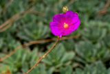 Cistanthe grandiflora. Цветок. Израиль, Шарон, г. Герцлия, в культуре. 06.05.2018.