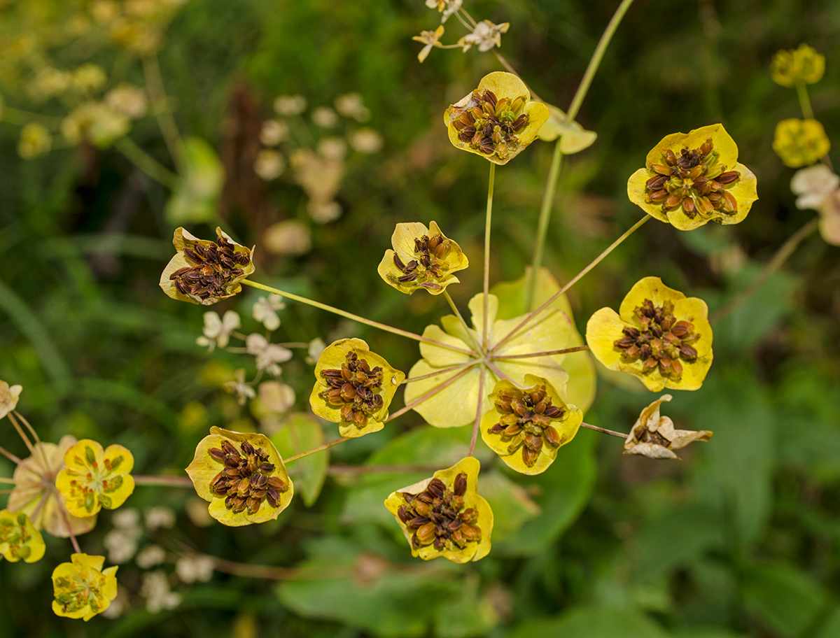 Изображение особи Bupleurum longifolium ssp. aureum.